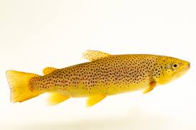 Image result for Salmo trutta