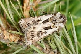 Attēlu rezultāti vaicājumam “Agrotis vestigialis”