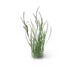 Attēlu rezultāti vaicājumam “Echinochloa crus-galli”