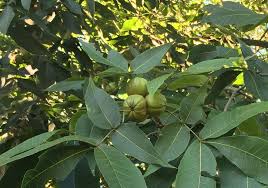 Attēlu rezultāti vaicājumam “Carya ovata leaf”