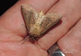 Attēlu rezultāti vaicājumam “Mythimna turca”