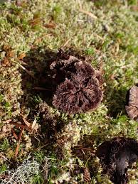 Attēlu rezultāti vaicājumam “Thelephora penicillata”