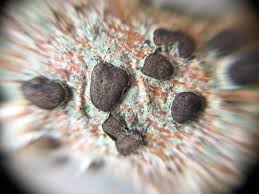 Attēlu rezultāti vaicājumam “Hypoxylon fuscum”