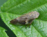 Attēlu rezultāti vaicājumam “Aphrophora alni”