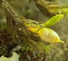 Attēlu rezultāti vaicājumam “Orthotrichum lyellii”