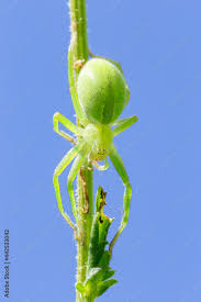 Attēlu rezultāti vaicājumam “Micrommata virescens”