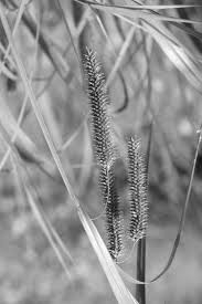 Attēlu rezultāti vaicājumam “Carex pseudocyperus”
