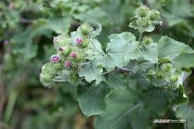 Attēlu rezultāti vaicājumam “Arctium”