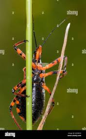 Attēlu rezultāti vaicājumam “Rhynocoris annulatus nymph”