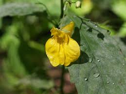 Attēlu rezultāti vaicājumam “Impatiens noli-tangere leaf”
