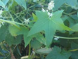 Attēlu rezultāti vaicājumam “Echinocystis lobata leaf”