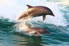 Image result for Belfairs Dolphins Snorkelling Club