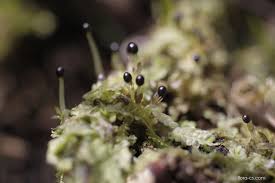 Attēlu rezultāti vaicājumam “Chiloscyphus pallescens”