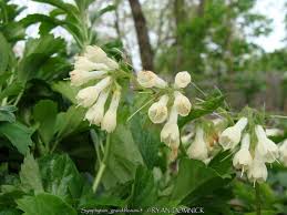 Attēlu rezultāti vaicājumam “Symphytum grandiflorum flower”