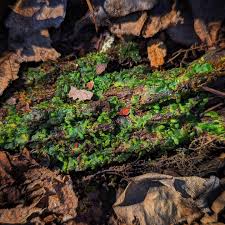 Attēlu rezultāti vaicājumam “Aneura pinguis”