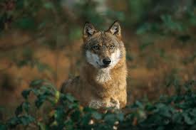 Attēlu rezultāti vaicājumam “Canis lupus”