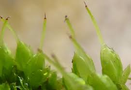 Attēlu rezultāti vaicājumam “Funaria hygrometrica sporophyte”