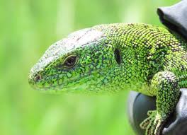 Attēlu rezultāti vaicājumam “Lacerta agilis male”