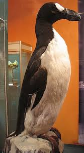 Image result for Pinguinus impennis