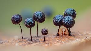 Attēlu rezultāti vaicājumam “Lamproderma columbinum”