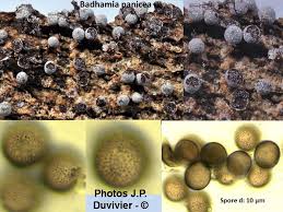 Attēlu rezultāti vaicājumam “Badhamia panicea”