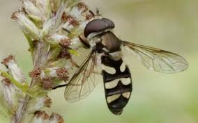 Attēlu rezultāti vaicājumam “Didea alneti”