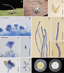 Attēlu rezultāti vaicājumam “Torrubiella arachnophila”