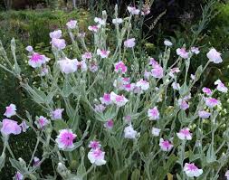 Image result for Lychnis coronaria