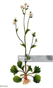 Attēlu rezultāti vaicājumam “Saxifraga granulata leaf”