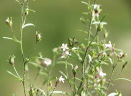 Attēlu rezultāti vaicājumam “Microrrhinum minus”