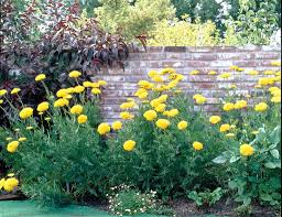 Image result for Achillea filipendulina