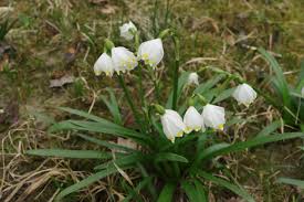 Attēlu rezultāti vaicājumam “Leucojum vernum var. carpathicum”