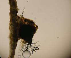 Attēlu rezultāti vaicājumam “Sordaria fimicola”