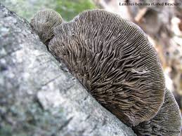 Attēlu rezultāti vaicājumam “Lenzites betulina”