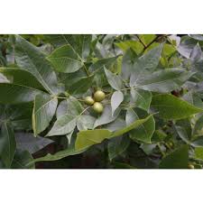 Attēlu rezultāti vaicājumam “Carya ovata”