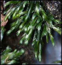 Attēlu rezultāti vaicājumam “Dicranales”