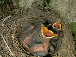 Attēlu rezultāti vaicājumam “Turdus merula nest”