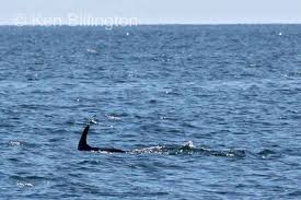 Image result for Balaenoptera acutorostrata