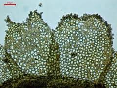 Attēlu rezultāti vaicājumam “Lophocolea minor”