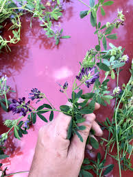 Attēlu rezultāti vaicājumam “Vicia sylvatica leaf”