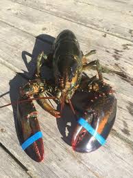 Image result for Homarus americanus