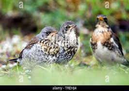 Attēlu rezultāti vaicājumam “Turdus pilaris juvenile”