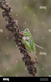 Attēlu rezultāti vaicājumam “Decticus verrucivorus nymph”