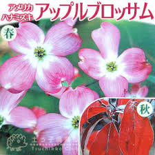 「花咲みずき」の画像検索結果