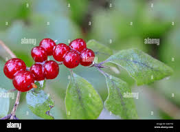 Attēlu rezultāti vaicājumam “Lonicera xylosteum fruit”