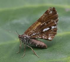 Attēlu rezultāti vaicājumam “Bupalus piniaria male”