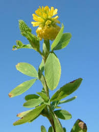 Attēlu rezultāti vaicājumam “Trifolium aureum flower”