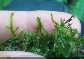 Attēlu rezultāti vaicājumam “Breidleria pratensis”