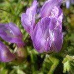 Attēlu rezultāti vaicājumam “Astragalus danicus leaf”