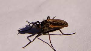 Attēlu rezultāti vaicājumam “Empis sp.”